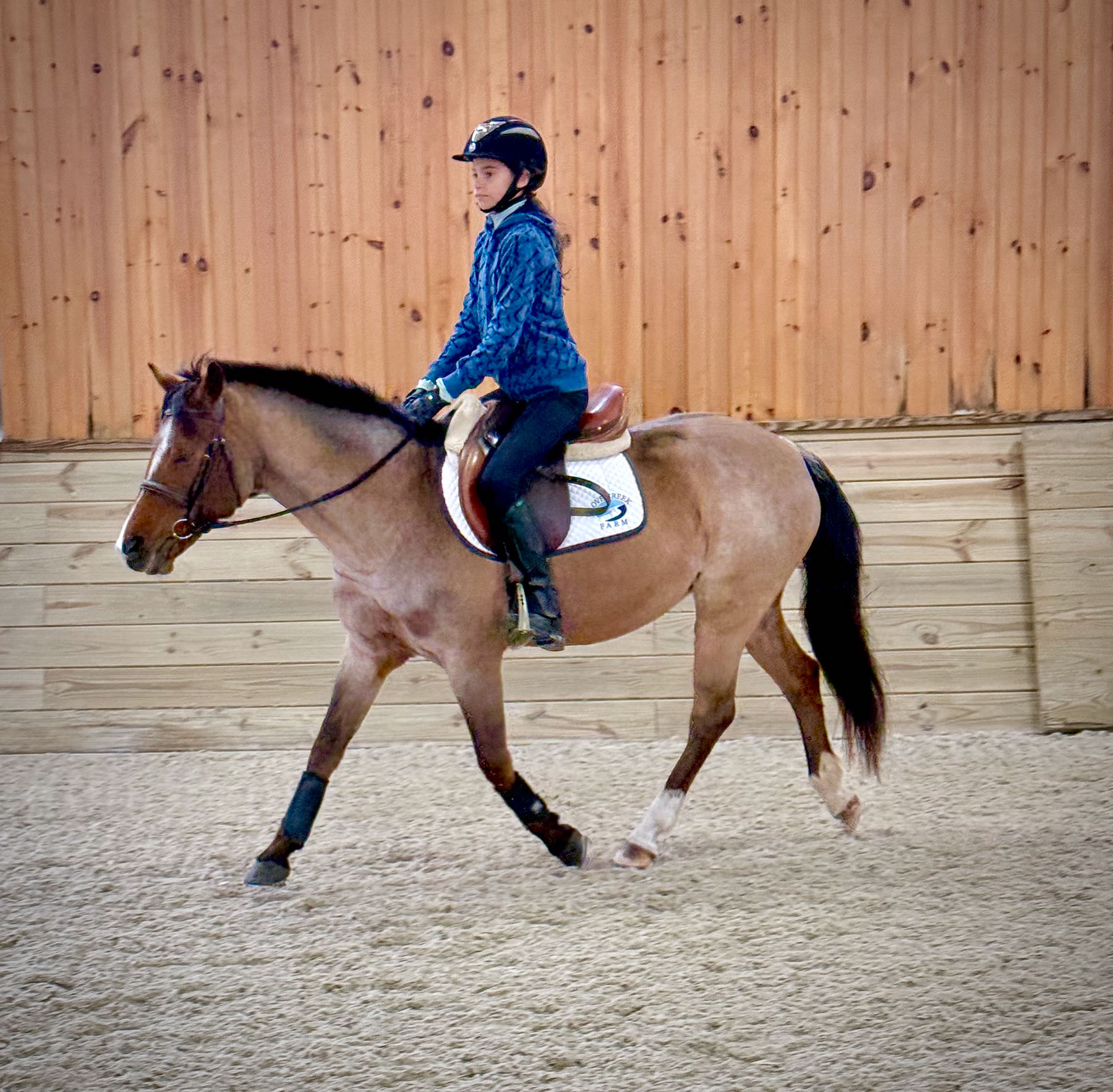 Aerie the horse with rider on back