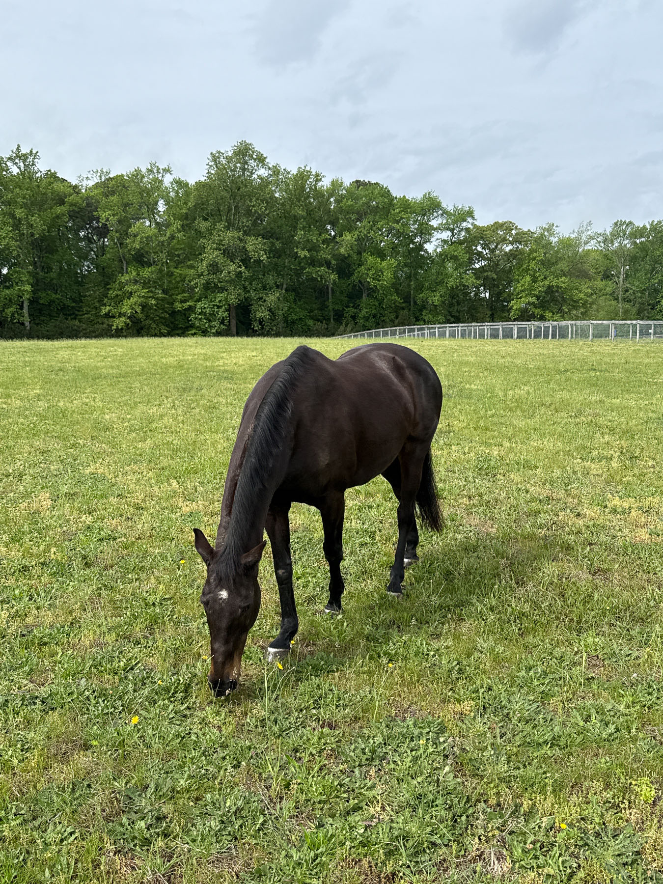 Maggie the horse eating grass
