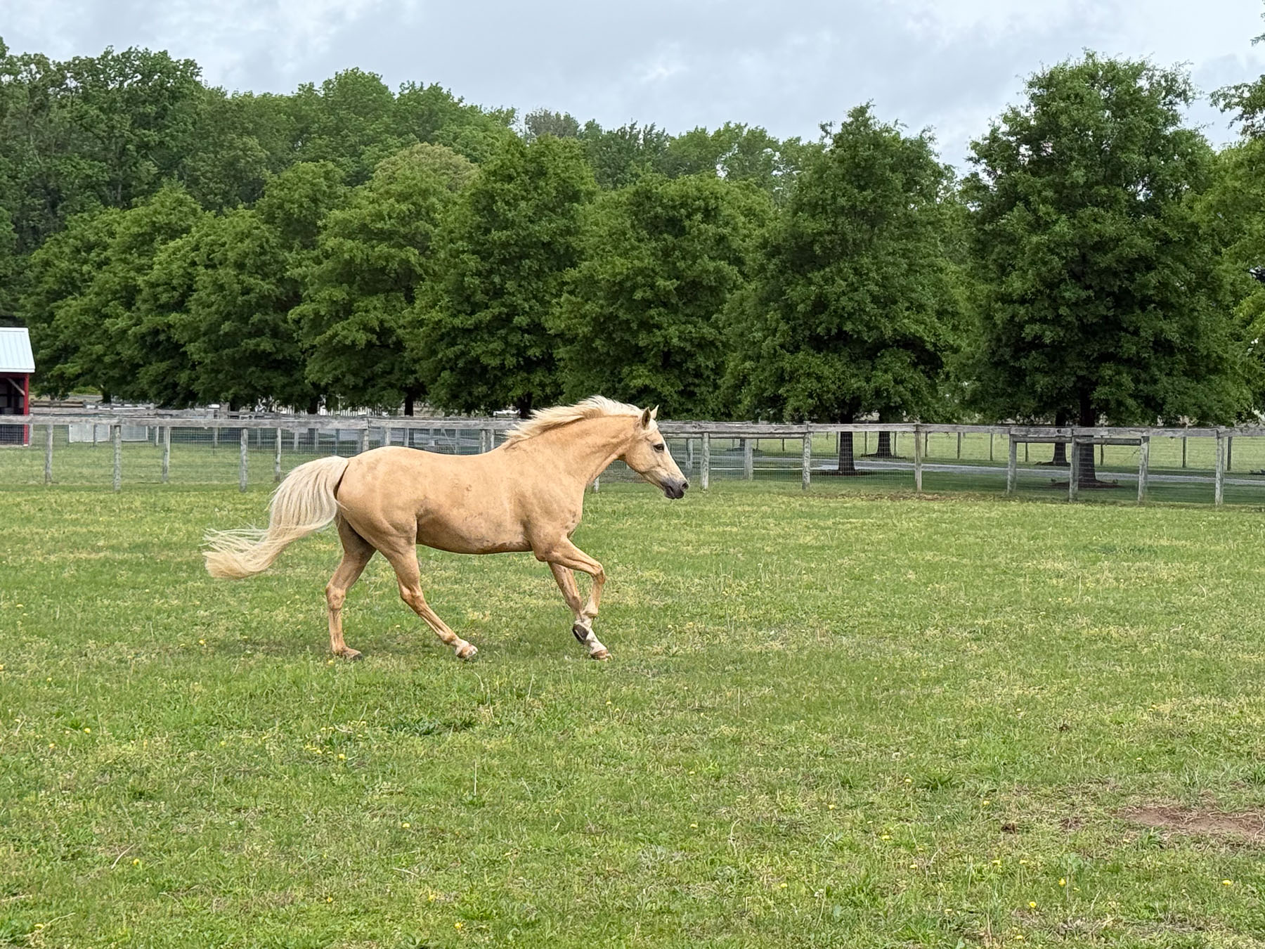 Dieter the horse running in pasture