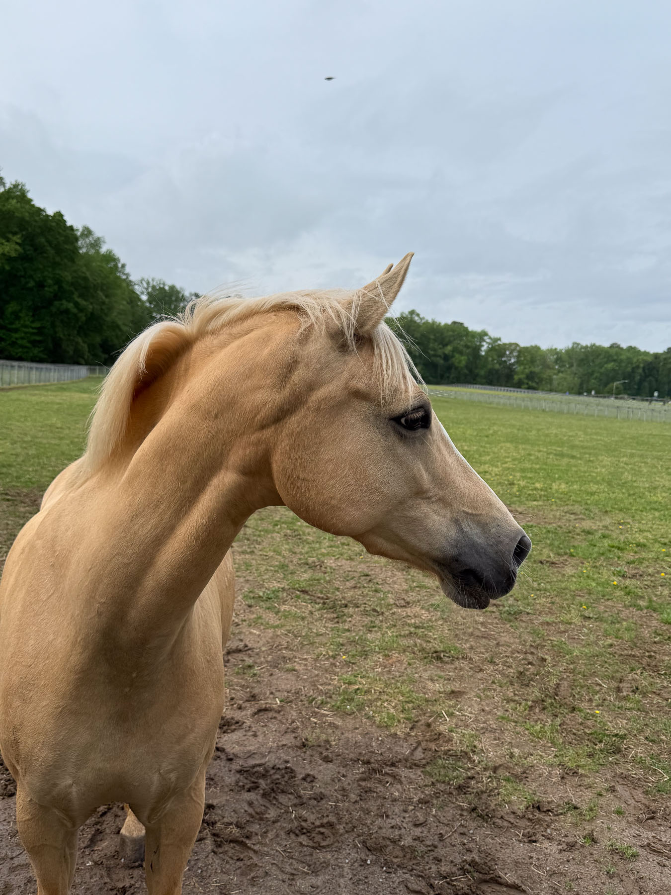 Dieter the horse headshot from side