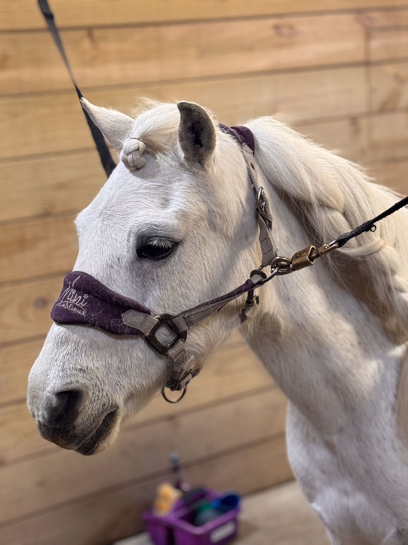 Mooretown Grace head shot